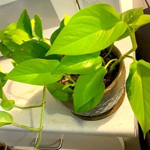 Plant Neon Pothos